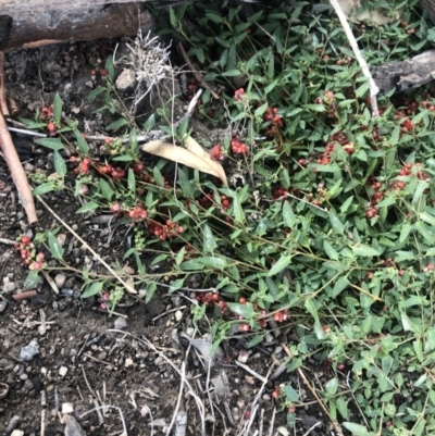 Einadia nutans subsp. nutans (Climbing Saltbush) at Cooleman Ridge - 26 Apr 2020 by Nat