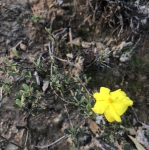Hibbertia obtusifolia at Stromlo, ACT - 26 Apr 2020