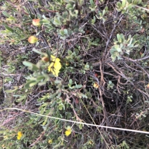 Hibbertia obtusifolia at Stromlo, ACT - 26 Apr 2020