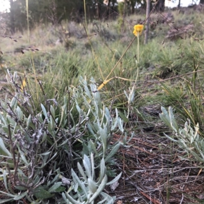 Chrysocephalum apiculatum (Common Everlasting) at Stromlo, ACT - 26 Apr 2020 by Nat