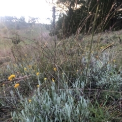 Chrysocephalum apiculatum at Stromlo, ACT - 26 Apr 2020