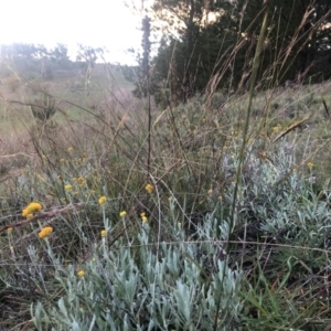 Chrysocephalum apiculatum at Stromlo, ACT - 26 Apr 2020