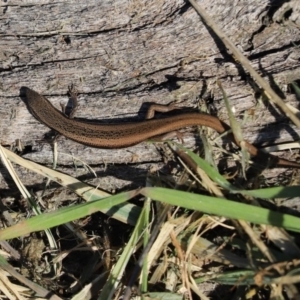 Morethia boulengeri at Cook, ACT - 27 Apr 2020 02:46 PM