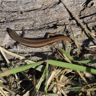 Morethia boulengeri (Boulenger's Skink) at Mount Painter - 27 Apr 2020 by Tammy