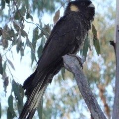 Zanda funerea (Yellow-tailed Black-Cockatoo) at Red Hill, ACT - 26 Apr 2020 by JackyF