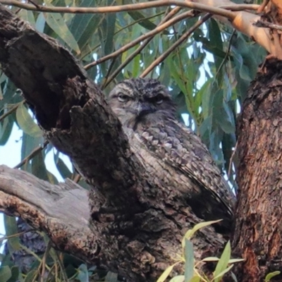 Podargus strigoides (Tawny Frogmouth) at Red Hill, ACT - 26 Apr 2020 by JackyF