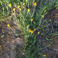 Chrysocephalum apiculatum (Common Everlasting) at Hughes, ACT - 26 Apr 2020 by JackyF