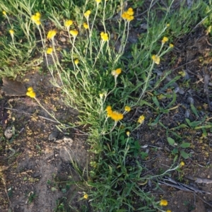 Chrysocephalum apiculatum at Hughes, ACT - 26 Apr 2020