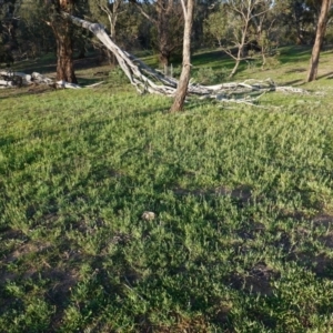 Chrysocephalum apiculatum at Hughes, ACT - 26 Apr 2020