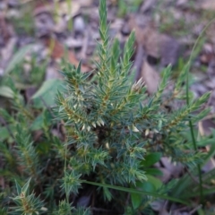 Melichrus urceolatus (Urn Heath) at Red Hill Nature Reserve - 26 Apr 2020 by JackyF