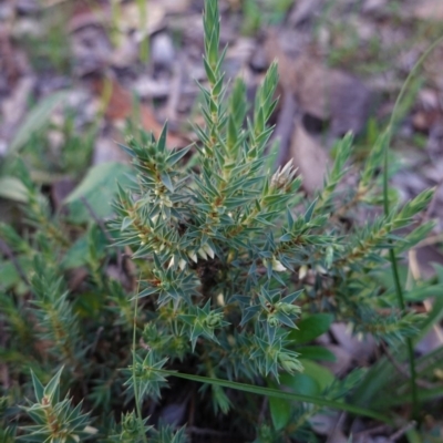 Melichrus urceolatus (Urn Heath) at Red Hill Nature Reserve - 26 Apr 2020 by JackyF