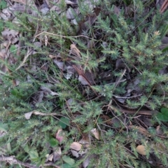 Melichrus urceolatus at Deakin, ACT - 26 Apr 2020