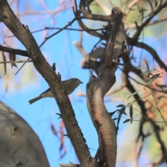 Pachycephala pectoralis (Golden Whistler) at Cook, ACT - 27 Apr 2020 by Tammy