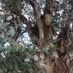 Eucalyptus polyanthemos subsp. polyanthemos (Red Box) at Stromlo, ACT - 26 Apr 2020 by Nat