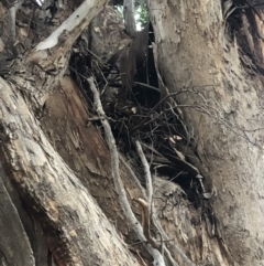 Eucalyptus polyanthemos subsp. polyanthemos at Stromlo, ACT - 26 Apr 2020