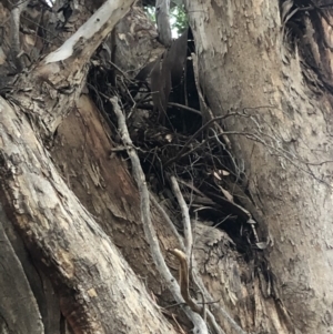 Eucalyptus polyanthemos subsp. polyanthemos at Stromlo, ACT - 26 Apr 2020