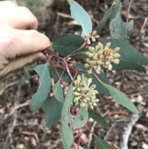 Eucalyptus polyanthemos subsp. polyanthemos at Stromlo, ACT - 26 Apr 2020 05:15 PM