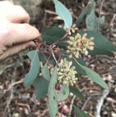 Eucalyptus polyanthemos subsp. polyanthemos at Stromlo, ACT - 26 Apr 2020