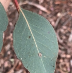 Eucalyptus polyanthemos subsp. polyanthemos at Stromlo, ACT - 26 Apr 2020