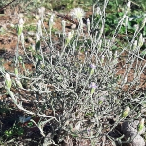 Vittadinia gracilis at Throsby, ACT - 18 Apr 2020