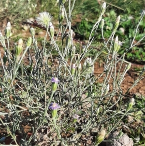 Vittadinia gracilis at Throsby, ACT - 18 Apr 2020