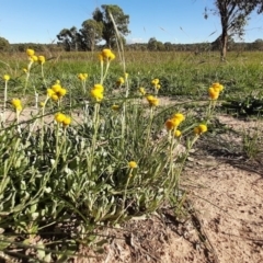 Chrysocephalum apiculatum (Common Everlasting) at Throsby, ACT - 18 Apr 2020 by laura.williams