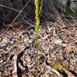 Speculantha rubescens at Point 5816 - 19 Apr 2020