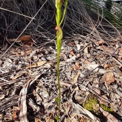 Speculantha rubescens (Blushing Tiny Greenhood) at Black Mountain - 18 Apr 2020 by laura.williams