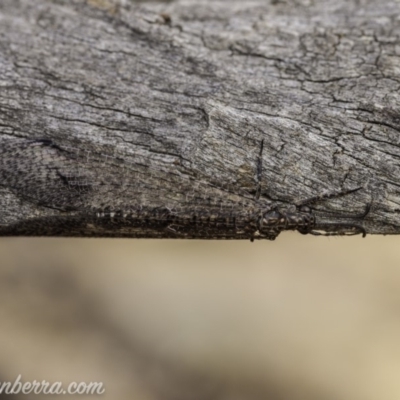 Glenoleon meteoricus (Patch-wing Glenoleon) at Callum Brae - 1 Feb 2020 by BIrdsinCanberra