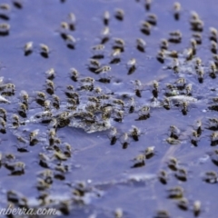 Ephydridae sp. (family) (Shore Flies) at Callum Brae - 29 Feb 2020 by BIrdsinCanberra