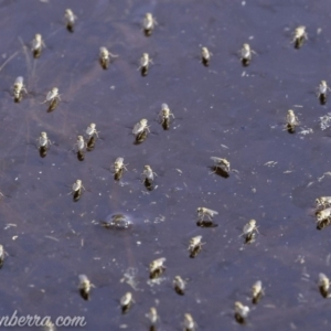 Ephydridae (family) at Symonston, ACT - 1 Mar 2020 08:56 AM