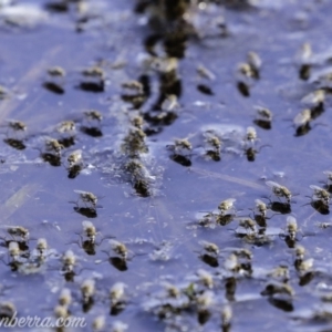 Ephydridae sp. (family) at Symonston, ACT - 1 Mar 2020