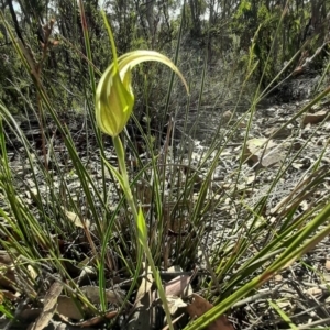 Diplodium ampliatum at Lyneham, ACT - suppressed