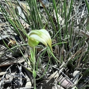 Diplodium ampliatum at Lyneham, ACT - suppressed