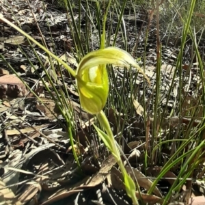 Diplodium ampliatum at Lyneham, ACT - suppressed