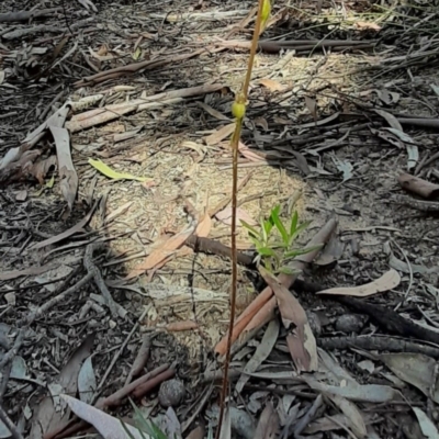 Stylidium graminifolium (Grass Triggerplant) at Black Mountain - 19 Apr 2020 by laura.williams
