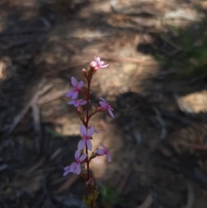 Stylidium graminifolium at Bruce, ACT - 19 Apr 2020 10:37 AM