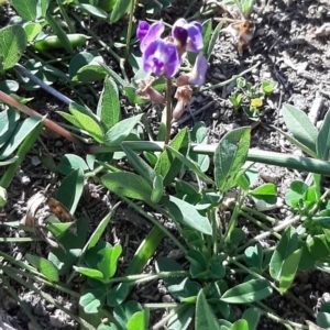 Glycine tabacina at Amaroo, ACT - 25 Apr 2020 02:00 PM