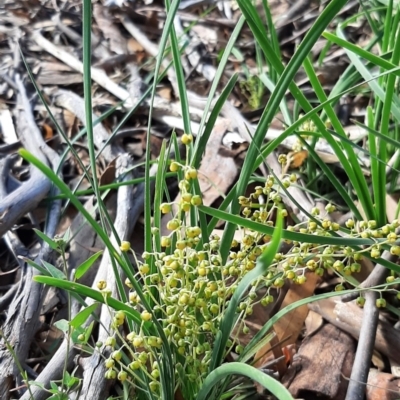 Lomandra filiformis (Wattle Mat-rush) at Goorooyarroo NR (ACT) - 25 Apr 2020 by laura.williams