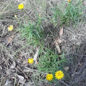 Xerochrysum viscosum at Throsby, ACT - 25 Apr 2020