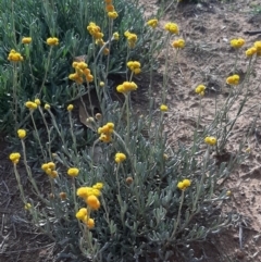 Chrysocephalum apiculatum (Common Everlasting) at Kaleen, ACT - 25 Apr 2020 by laura.williams