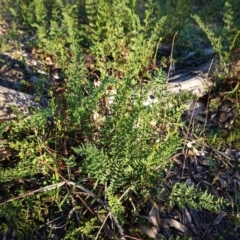 Cheilanthes sieberi (Rock Fern) at Hughes Grassy Woodland - 27 Apr 2020 by JackyF