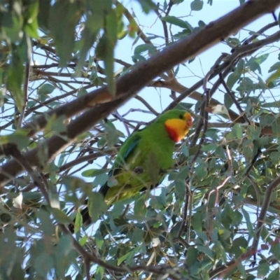 Polytelis swainsonii (Superb Parrot) at Hughes Grassy Woodland - 27 Apr 2020 by JackyF