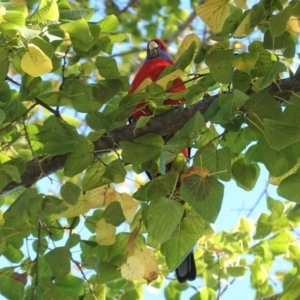 Platycercus elegans at Hughes, ACT - 27 Apr 2020