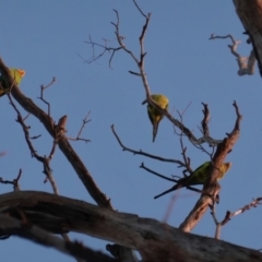 Polytelis swainsonii (Superb Parrot) at Red Hill to Yarralumla Creek - 27 Apr 2020 by JackyF