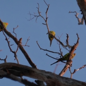 Polytelis swainsonii at Hughes, ACT - 27 Apr 2020