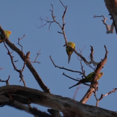 Polytelis swainsonii (Superb Parrot) at Hughes Grassy Woodland - 27 Apr 2020 by JackyF