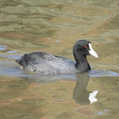 Fulica atra (Eurasian Coot) at Lake Tuggeranong - 24 Apr 2020 by MatthewFrawley