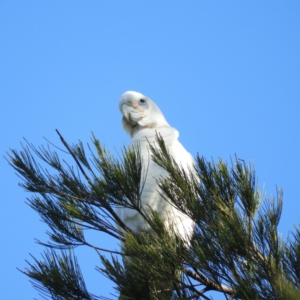 Cacatua sanguinea at Greenway, ACT - 24 Apr 2020