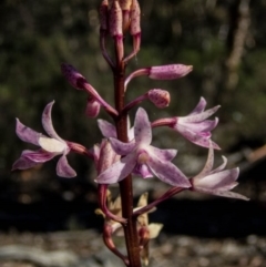 Dipodium roseum (Rosy hyacinth orchid) at Burra, NSW - 27 Apr 2020 by dan.clark